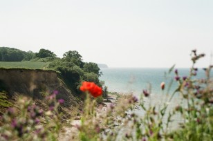 Obrazek dla: Fototapeta "Maki na wydmach"